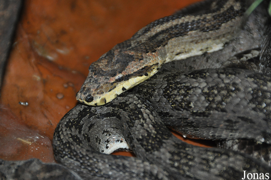 Candoia paulsoni