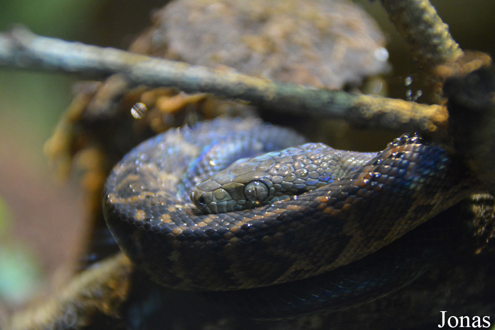 Chilabothrus subflavus