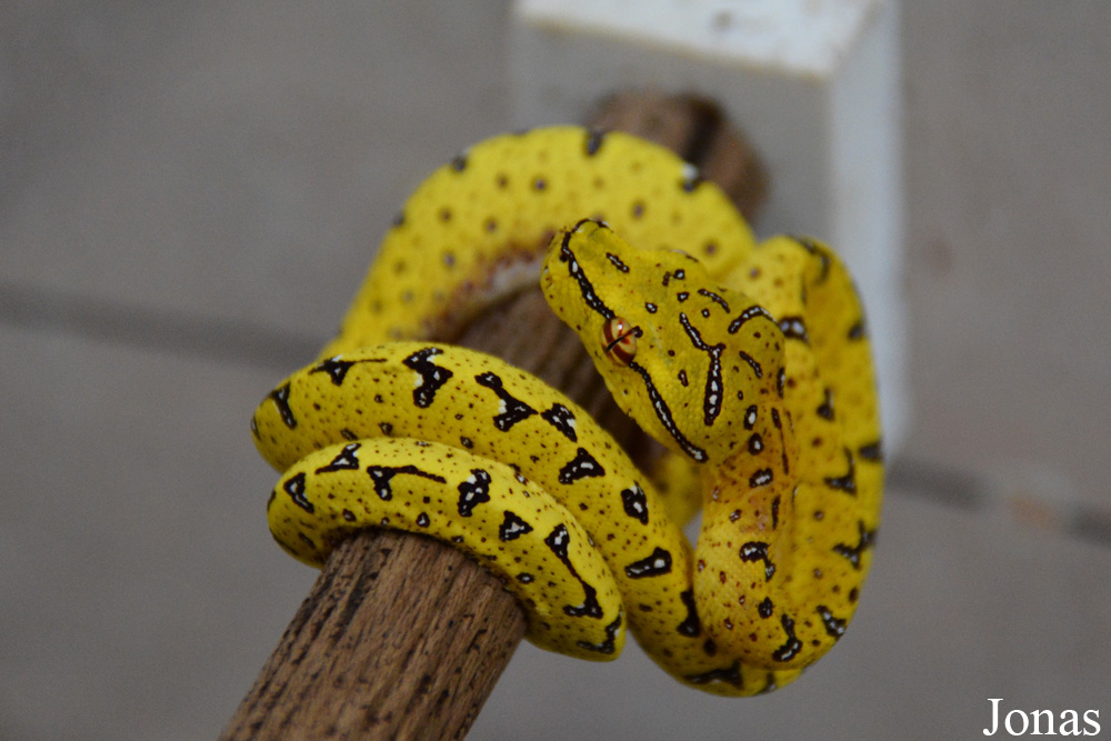 Corallus hortulanus