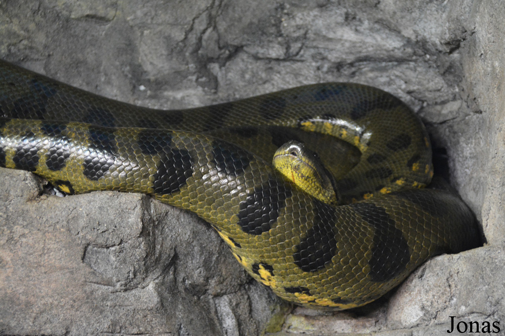 Eunectes murinus