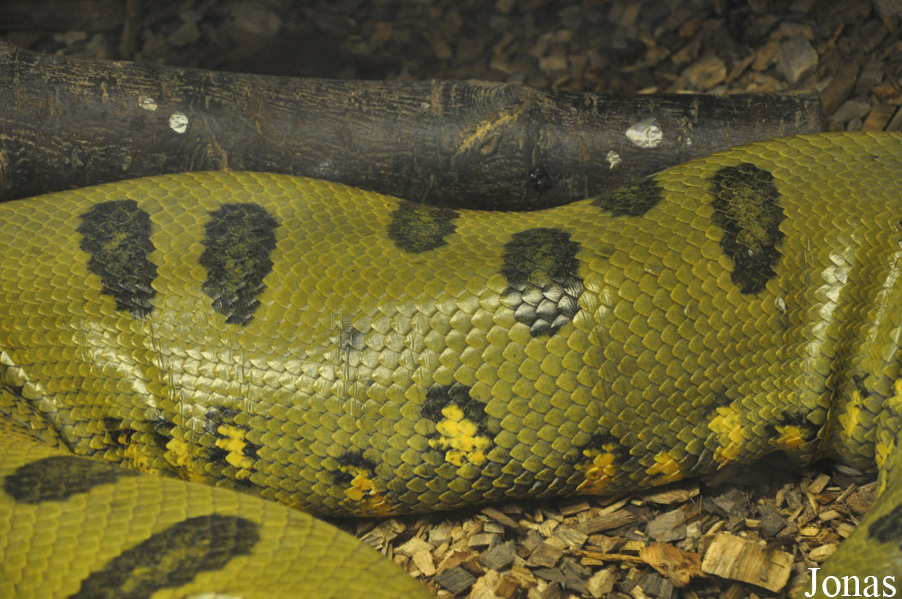 Eunectes murinus