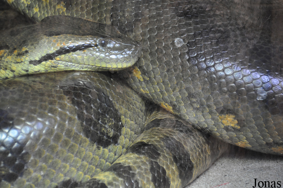 Eunectes murinus