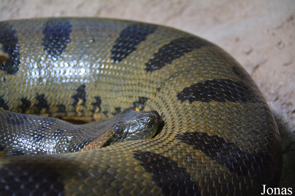 Eunectes murinus