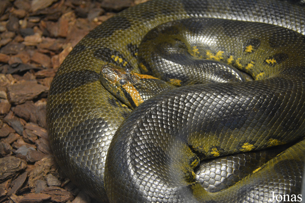 Eunectes murinus