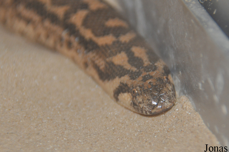 Eryx jaculus