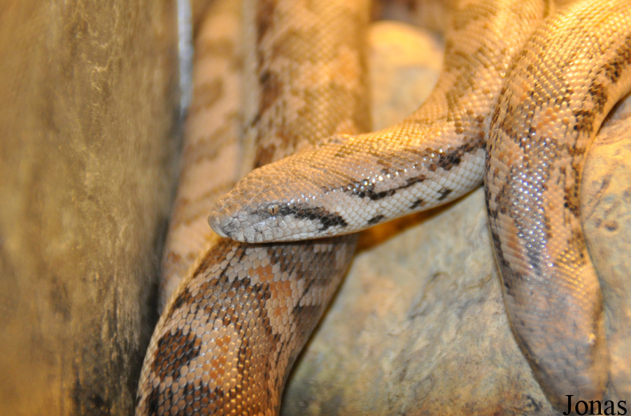 Eryx tataricus
