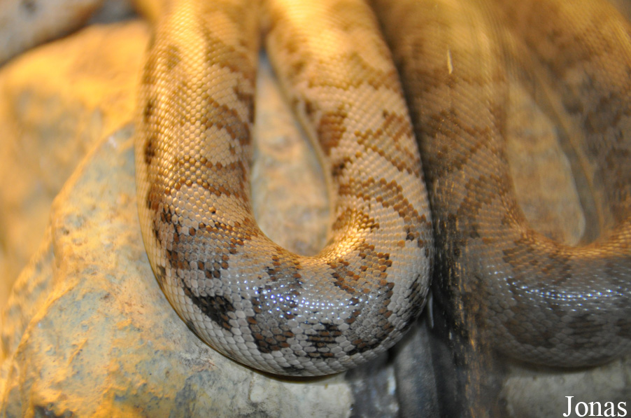 Eryx tataricus