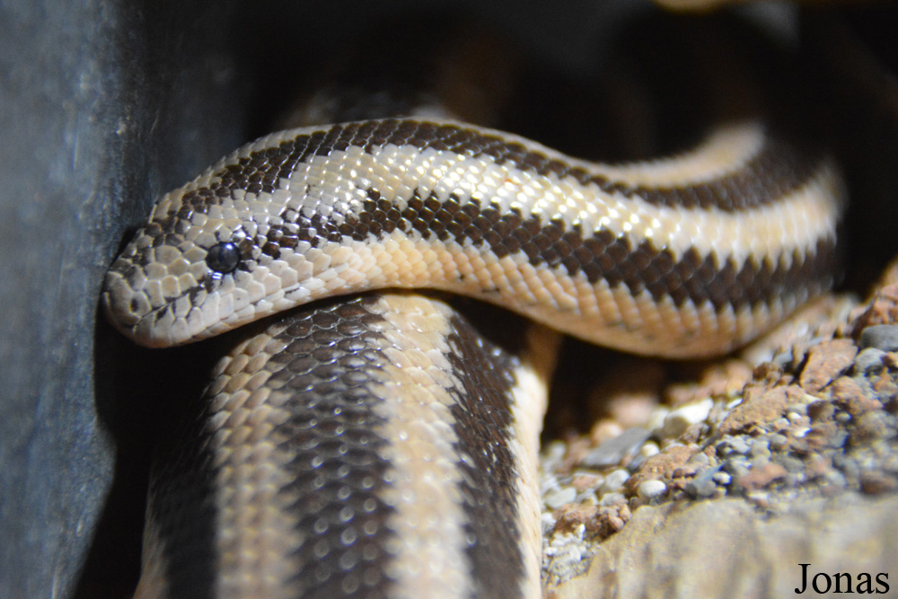 Lichanura trivirgata