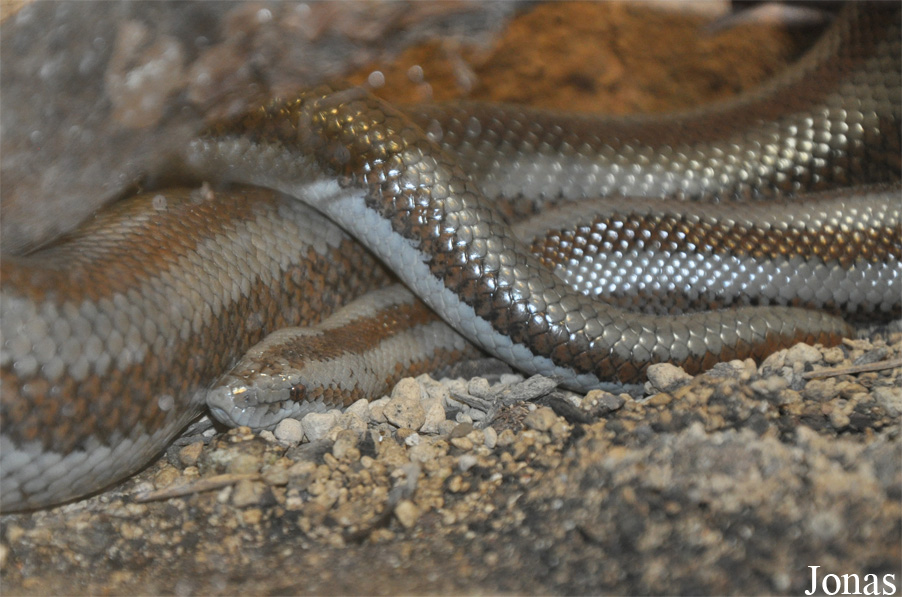 Lichanura trivirgata