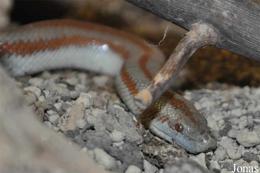 Lichanura trivirgata