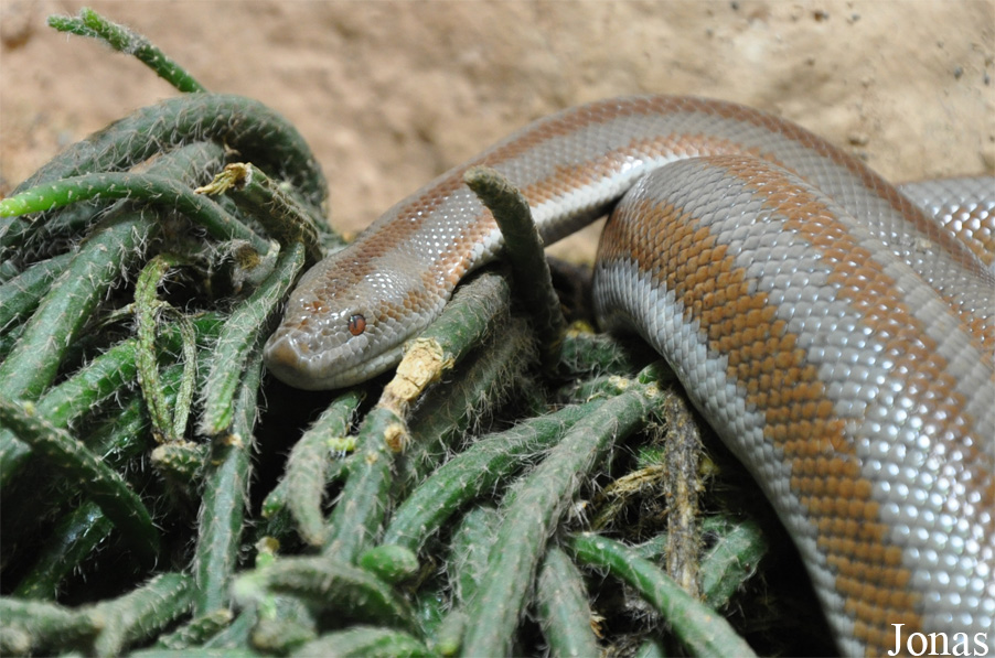 Lichanura trivirgata