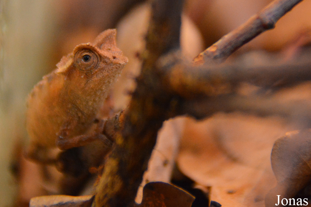 Brookesia sp.