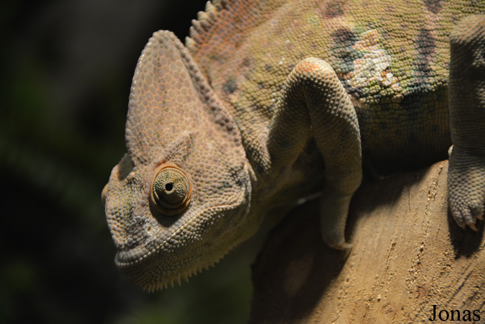 Chamaeleo calyptratus