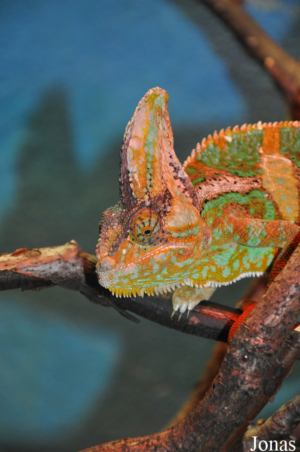 Chamaeleo calyptratus