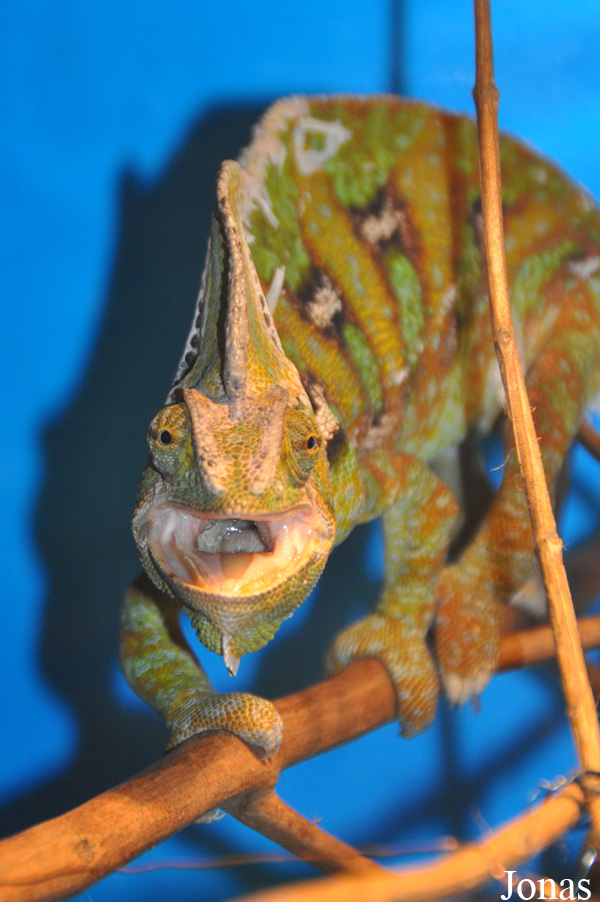 Chamaeleo calyptratus