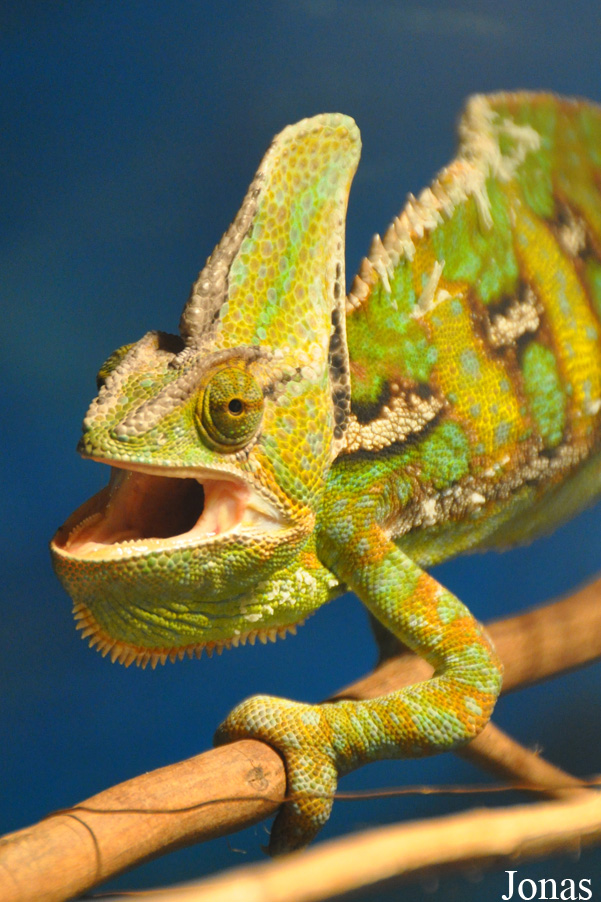Chamaeleo calyptratus