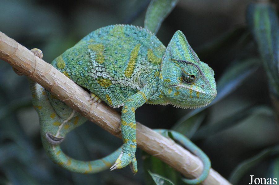 Chamaeleo calyptratus