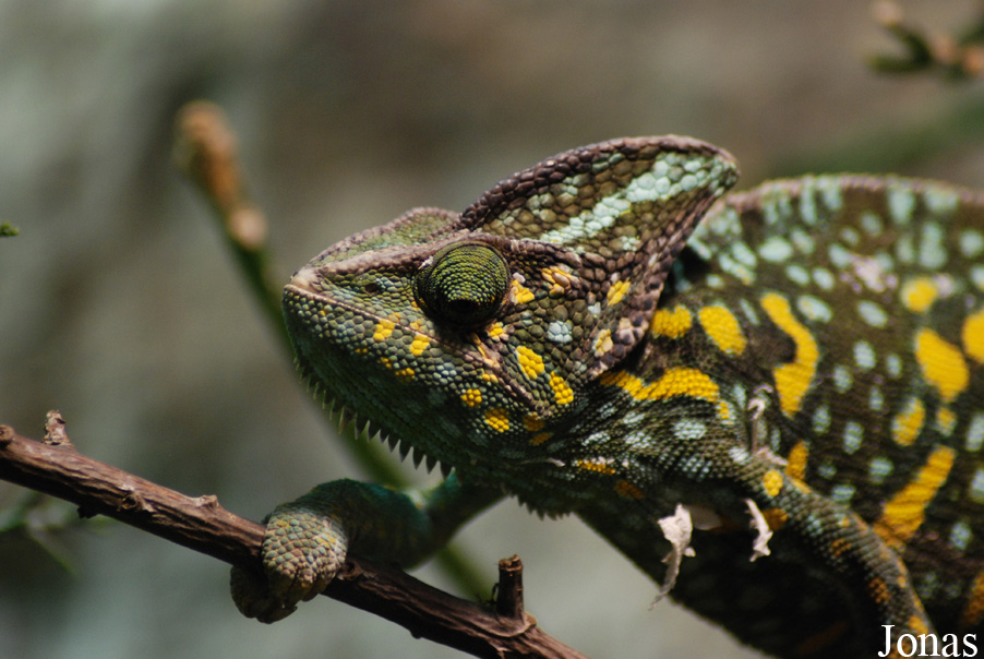 Chamaeleo calyptratus