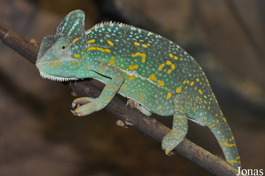 Chamaeleo calyptratus