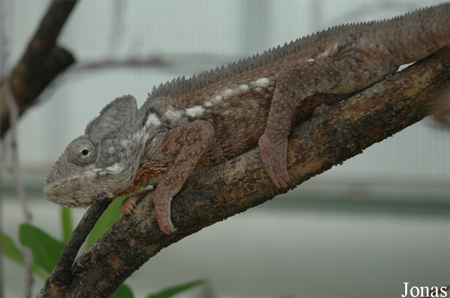 Furcifer oustaleti