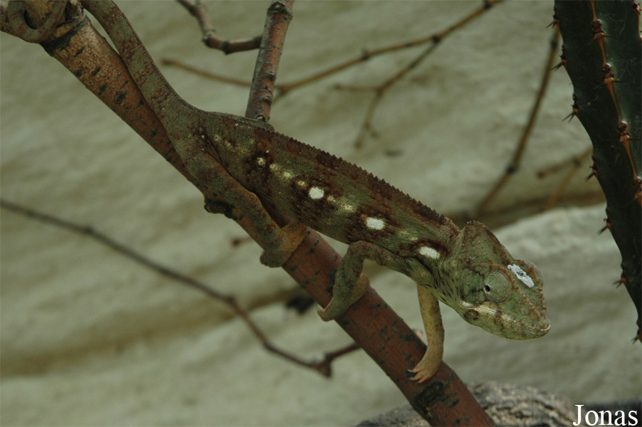 Furcifer oustaleti