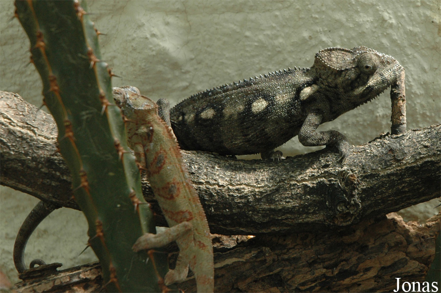 Furcifer oustaleti
