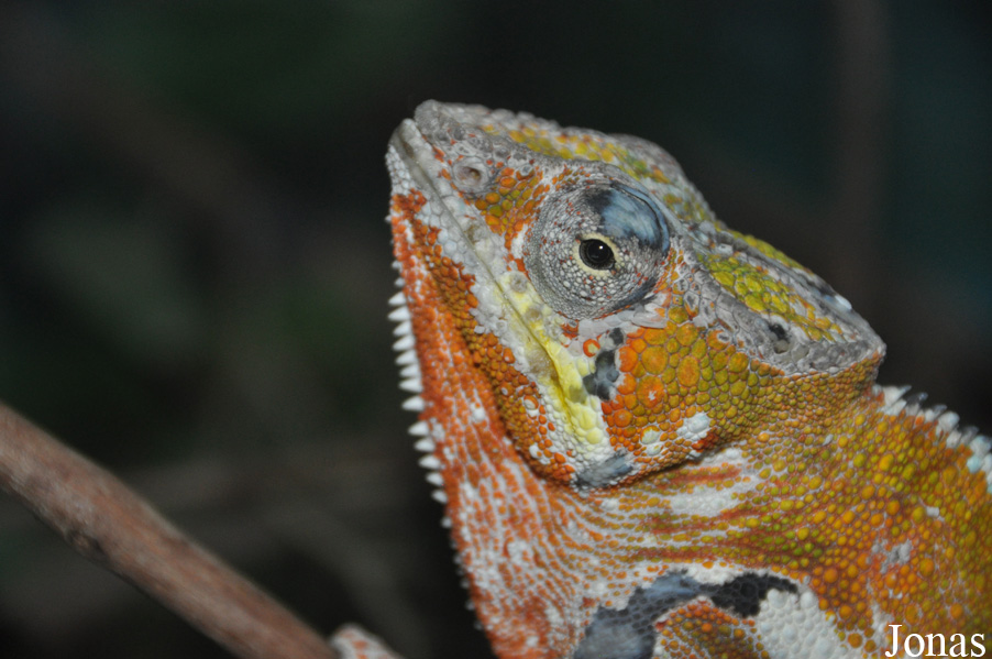 Furcifer pardalis