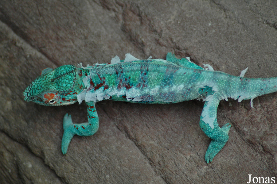 Furcifer pardalis
