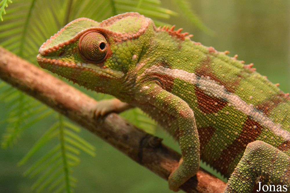 Furcifer pardalis