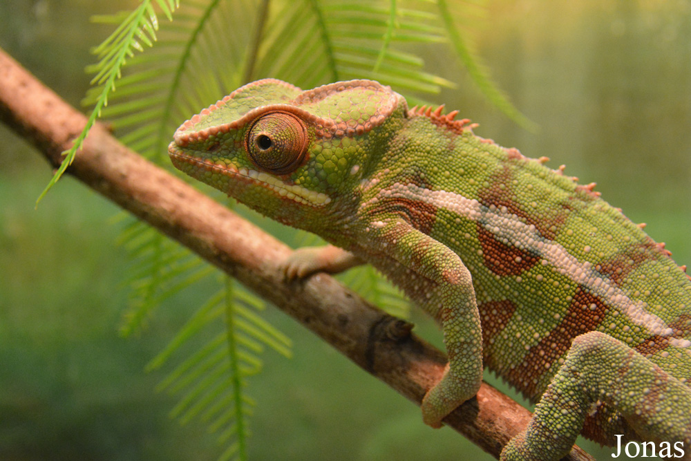 Furcifer pardalis