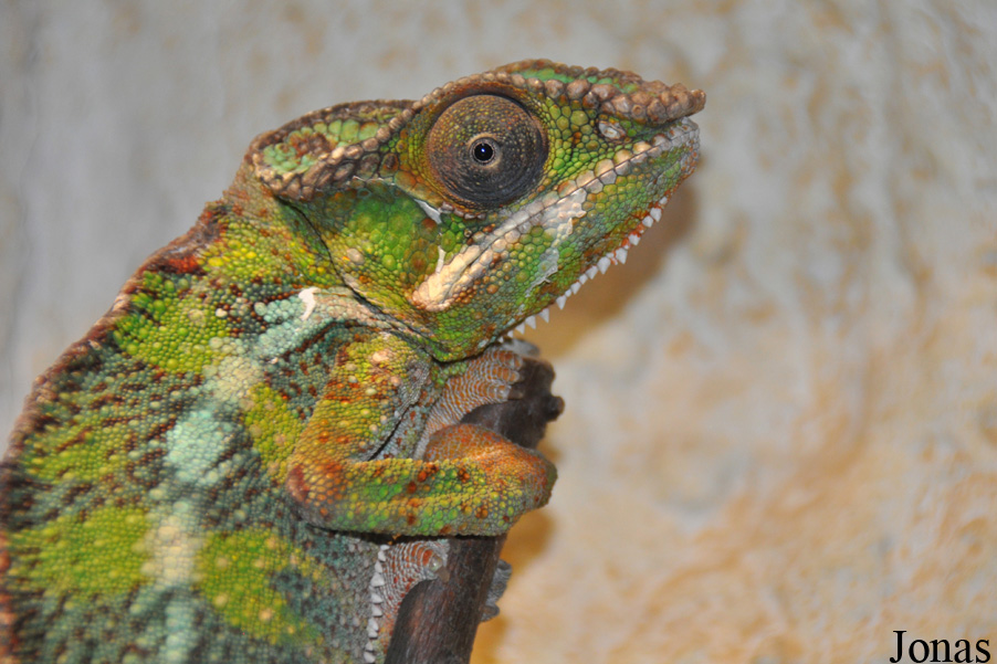 Furcifer pardalis