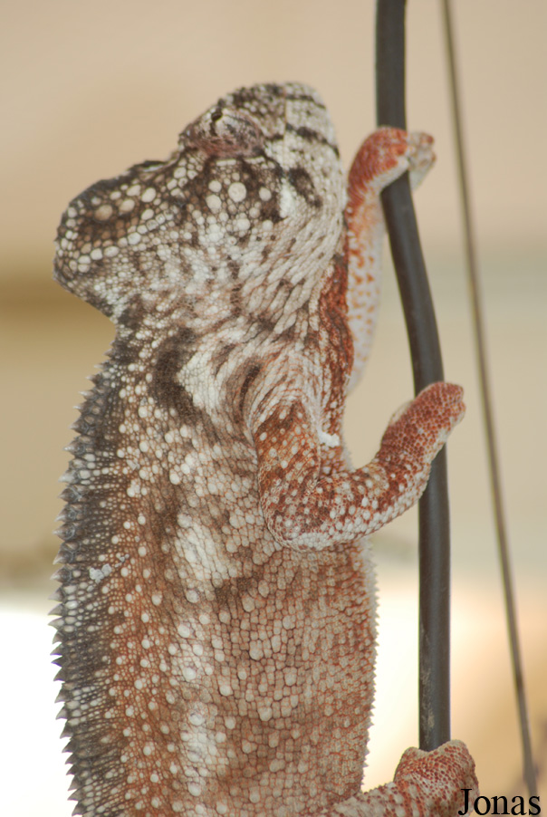 Furcifer pardalis