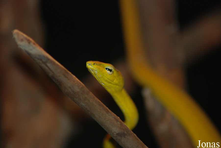 Ahaetulla prasina