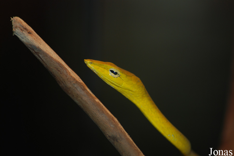 Ahaetulla prasina