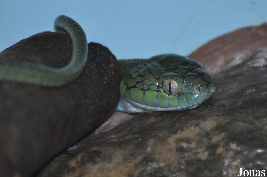 Boiga cyanea