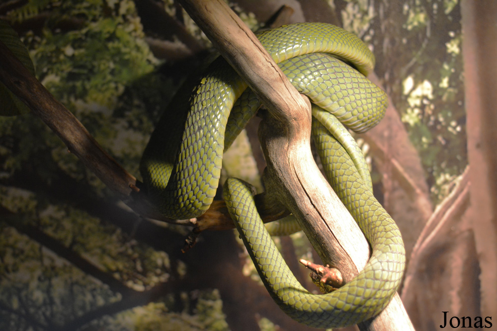 Boiga cyanea