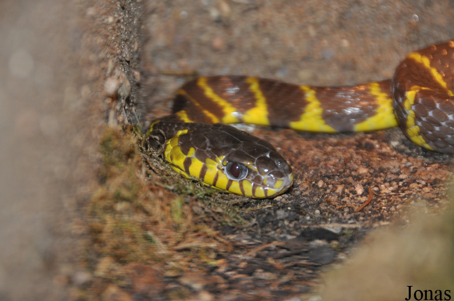 Boiga dendrophila