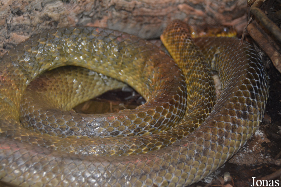 Boiga irregularis