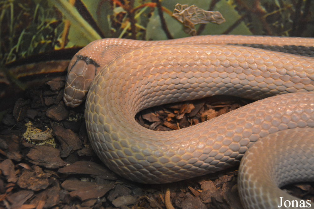 Coelognathus radiatus