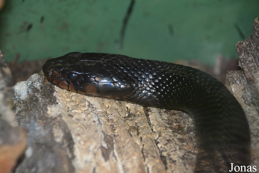 Drymarchon couperi