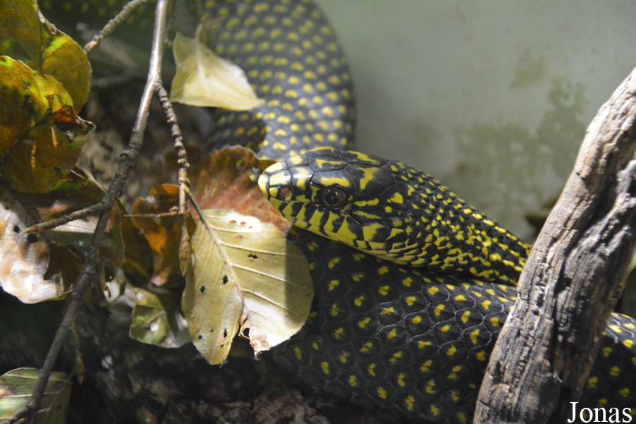 Elaphe carinata