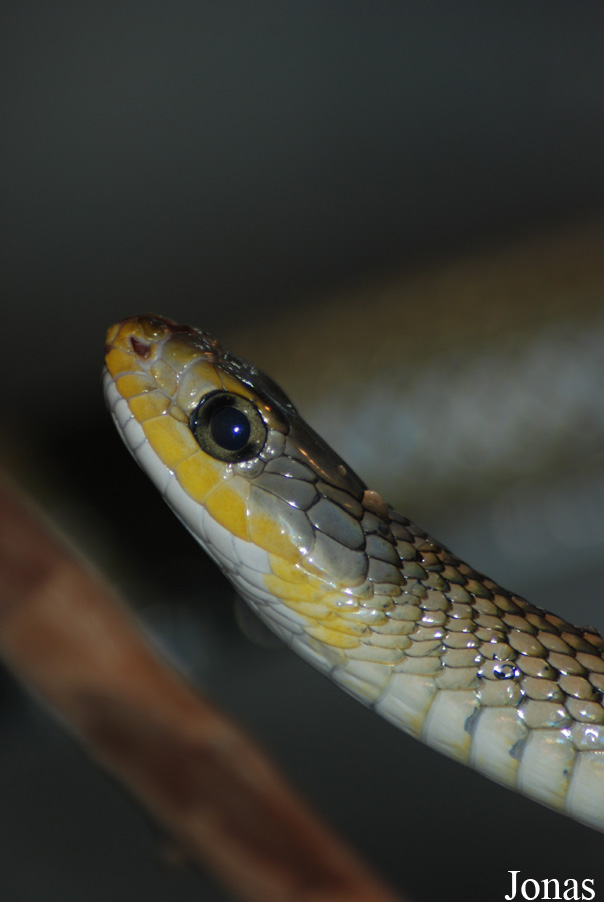 Elaphe sp.