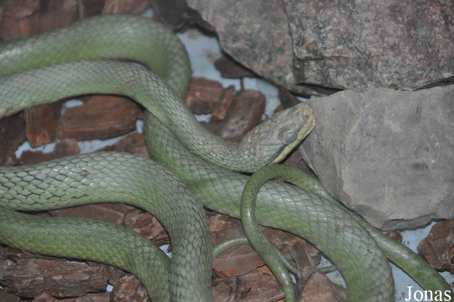Gonyosoma frenatum