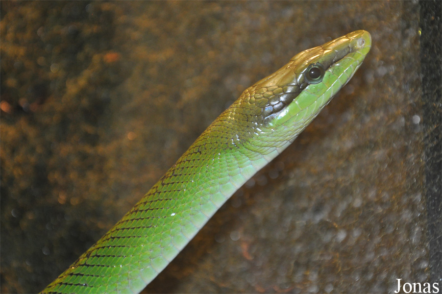 Gonyosoma oxycephalum
