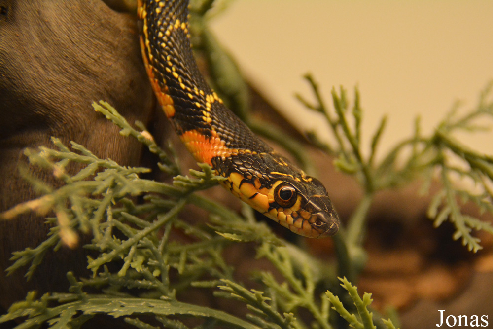 Hemorrhois hippocrepis