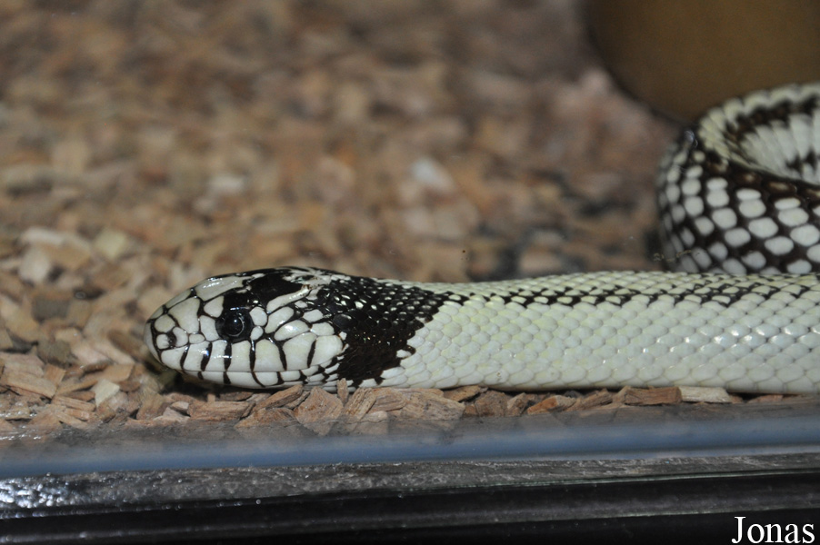 Lampropeltis getula