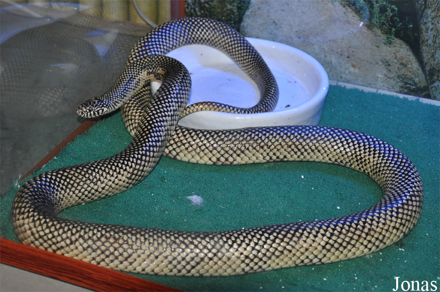 Lampropeltis getula floridana