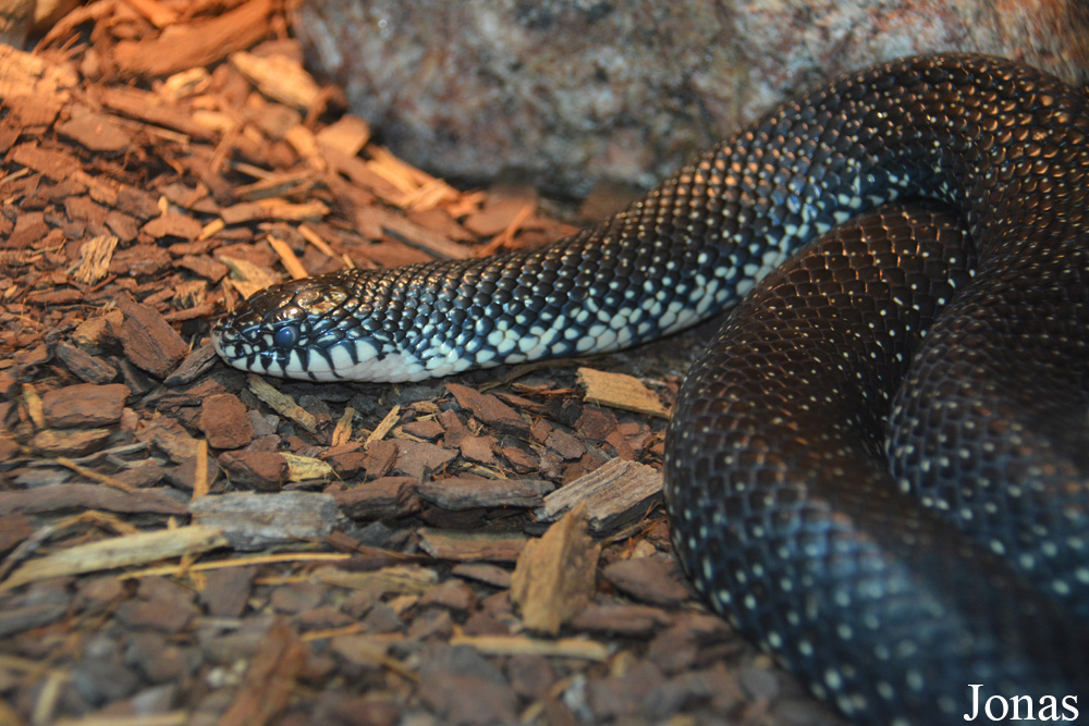 Lampropeltis nigra