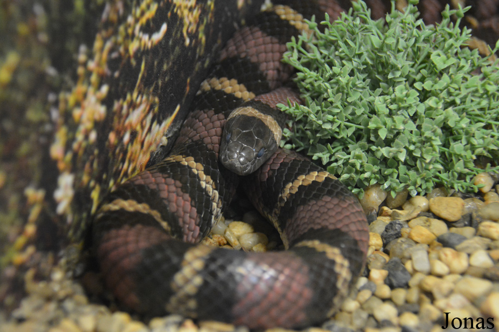 Lampropeltis polyzona