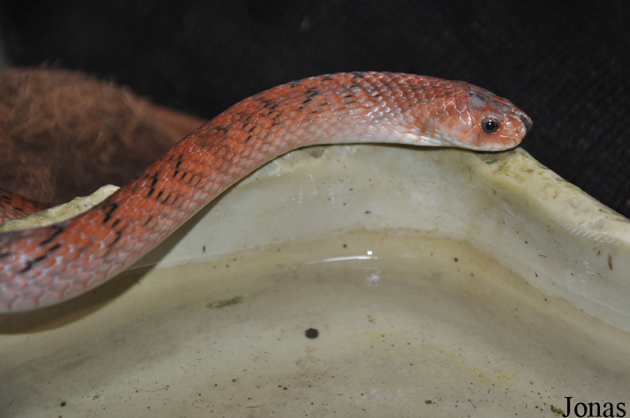 Oligodon formosanus